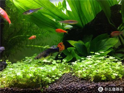 600魚缸造景:600魚缸造景的基本原則,魚缸造景的基本原則和原則 魚缸百科 第4張 600魚缸造景:600魚缸造景的基本原則,魚缸造景的基本原則和原則 600魚缸造景:600魚缸造景的基本原則,魚缸造景的基本原則和原則 魚缸百科 第4張