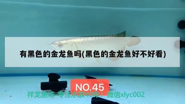 蒙自靈寵閣寵物店 蒙自靈寵閣寵物店 全國水族館企業名錄 第2張