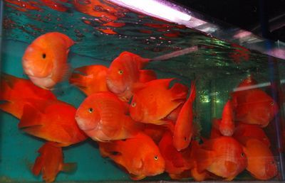 虎魚和鸚鵡魚能一起養嗎：虎魚和鸚鵡魚可以一起養但需要注意以下幾點：虎魚和鸚鵡魚可以一起養