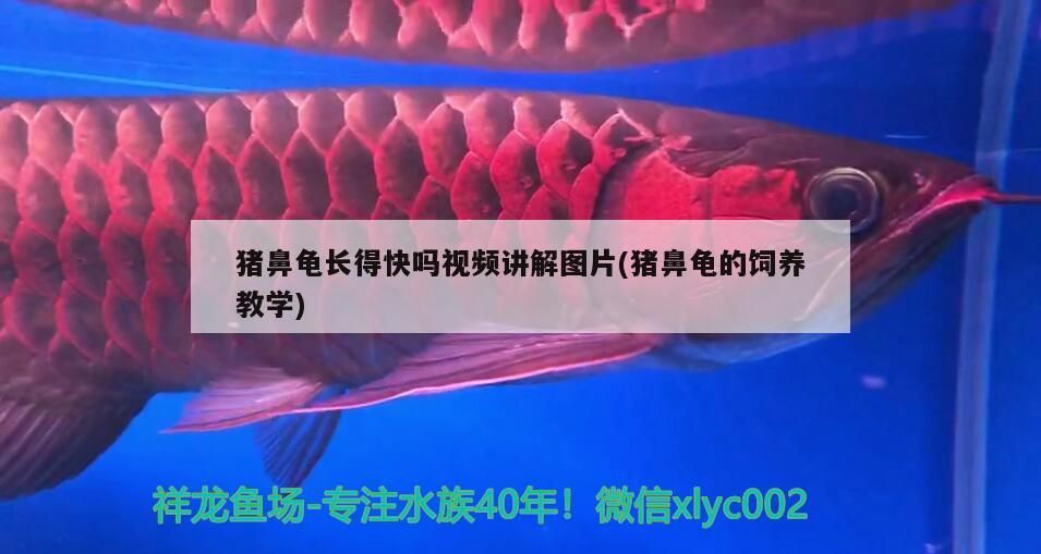 豬鼻龜長得快嗎視頻講解圖片(豬鼻龜?shù)娘曫B(yǎng)教學(xué)) 豬鼻龜長得快嗎視頻講解圖片(豬鼻龜?shù)娘曫B(yǎng)教學(xué)) 豬鼻龜百科