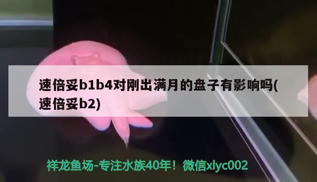 速倍妥b1b4對剛出滿月的盤子有影響嗎(速倍妥b2) 速倍妥b1b4對剛出滿月的盤子有影響嗎(速倍妥b2) 速倍妥