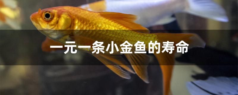 龍魚干蝦有營養嗎 一元一條小金魚的壽命有多長 速倍妥魚糧魚藥 一元一條小金魚的壽命有多長 一元一條小金魚的壽命有多長 速倍妥魚糧魚藥