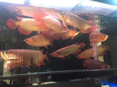 熱帶魚紅龍魚怎么養活：紅龍魚的飼養方法和注意事項