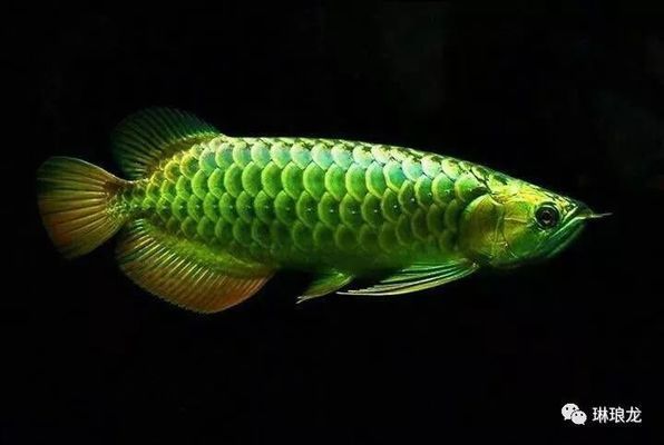 紅龍魚蒙眼多久會死，紅龍魚蒙眼后能活多久 紅龍魚蒙眼多久會死，紅龍魚蒙眼后能活多久 龍魚百科 第1張
