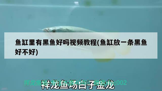魚缸里有黑魚好嗎視頻教程(魚缸放一條黑魚好不好) 魚缸里有黑魚好嗎視頻教程(魚缸放一條黑魚好不好) 速倍妥魚糧魚藥
