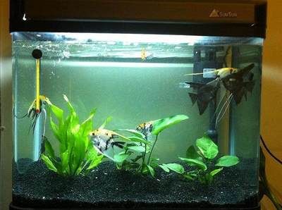 魚缸虹吸溢流有什么用（魚缸虹吸溢流有什么用處）