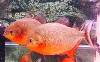 虎魚多少天喂一次比較好:虎魚的喂食頻率應(yīng)根據(jù)魚的年齡和大小以及生活環(huán)境 虎魚百科 第1張 虎魚多少天喂一次比較好:虎魚的喂食頻率應(yīng)根據(jù)魚的年齡和大小以及生活環(huán)境 虎魚多少天喂一次比較好:虎魚的喂食頻率應(yīng)根據(jù)魚的年齡和大小以及生活環(huán)境 虎魚百科 第1張
