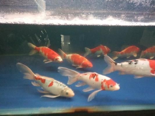 如何改善虎魚水質(zhì)防疾病，改善虎魚水質(zhì)防疾病的方法：定期更換水是最基本的措施