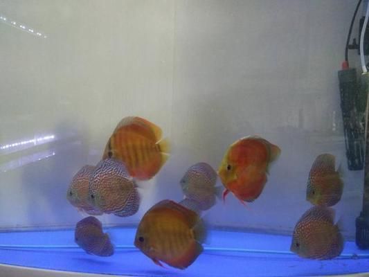 如何改善虎魚水質(zhì)防疾病，改善虎魚水質(zhì)防疾病的方法：定期更換水是最基本的措施