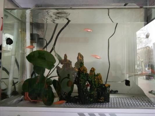 如何改善虎魚水質(zhì)防疾病，改善虎魚水質(zhì)防疾病的方法：定期更換水是最基本的措施