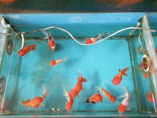 如何改善虎魚水質(zhì)防疾病，改善虎魚水質(zhì)防疾病的方法：定期更換水是最基本的措施