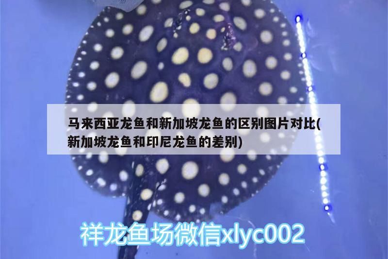 馬來(lái)西亞白咖啡哪個(gè)牌子好(馬來(lái)西亞的黑咖啡什么牌子好)