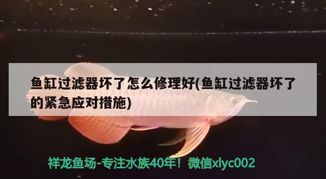 魚缸過濾器壞了怎么修理好(魚缸過濾器壞了的緊急應對措施)