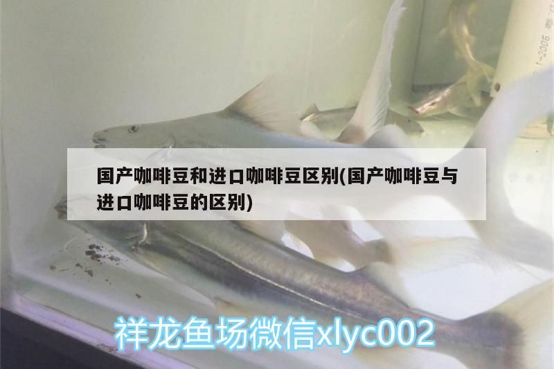 龍魚怕什么 國(guó)產(chǎn)咖啡豆和進(jìn)口咖啡豆區(qū)別(國(guó)產(chǎn)咖啡豆與進(jìn)口咖啡豆的區(qū)別) 馬來(lái)西亞咖啡 國(guó)產(chǎn)咖啡豆和進(jìn)口咖啡豆區(qū)別(國(guó)產(chǎn)咖啡豆與進(jìn)口咖啡豆的區(qū)別) 國(guó)產(chǎn)咖啡豆和進(jìn)口咖啡豆區(qū)別(國(guó)產(chǎn)咖啡豆與進(jìn)口咖啡豆的區(qū)別) 馬來(lái)西亞咖啡