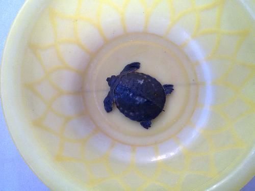 豬鼻龜腐皮和爛甲治療：豬鼻龜爛甲腐皮和爛甲腐皮爛甲腐皮治療后的護理要點