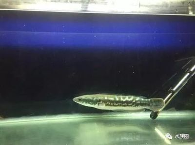 銀板魚混養缸內植物選擇，銀板魚與龍魚混養注意事項銀板魚與龍魚混養注意事項 銀板魚混養缸內植物選擇，銀板魚與龍魚混養注意事項銀板魚與龍魚混養注意事項 虎魚百科 第1張