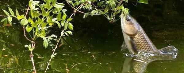 銀板魚混養缸內植物選擇，銀板魚與龍魚混養注意事項銀板魚與龍魚混養注意事項 銀板魚混養缸內植物選擇，銀板魚與龍魚混養注意事項銀板魚與龍魚混養注意事項 虎魚百科 第4張