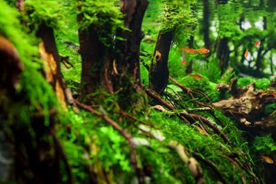 銀板魚混養缸內植物選擇，銀板魚與龍魚混養注意事項銀板魚與龍魚混養注意事項 銀板魚混養缸內植物選擇，銀板魚與龍魚混養注意事項銀板魚與龍魚混養注意事項 虎魚百科 第5張