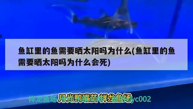魚缸里的魚需要曬太陽嗎為什么(魚缸里的魚需要曬太陽嗎為什么會死) 魚缸里的魚需要曬太陽嗎為什么(魚缸里的魚需要曬太陽嗎為什么會死) 可麗愛魚缸