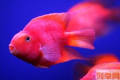 觀賞魚哪有買的（如何判斷觀賞魚的健康狀況）