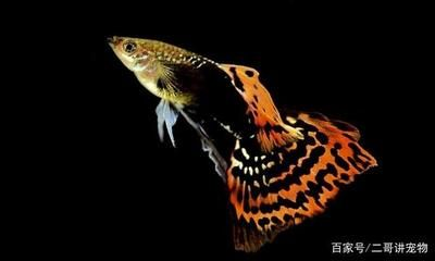 觀賞魚哪有買的（如何判斷觀賞魚的健康狀況）