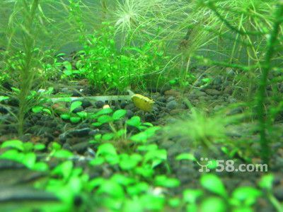 觀賞魚哪有買的（如何判斷觀賞魚的健康狀況）