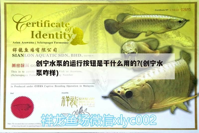 龍魚干蝦有營養嗎 創寧水泵的運行按鈕是干什么用的?(創寧水泵咋樣) 創寧水族 創寧水泵的運行按鈕是干什么用的?(創寧水泵咋樣) 創寧水泵的運行按鈕是干什么用的?(創寧水泵咋樣) 創寧水族
