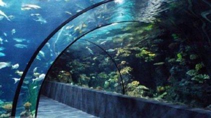 水族館定制（北京水族館定制） 水族館定制（北京水族館定制） 水族館百科（水族館加盟） 第4張