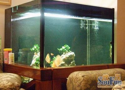 樓房 魚缸，魚缸風(fēng)水?dāng)[放技巧