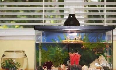 樓房 魚缸，魚缸風(fēng)水?dāng)[放技巧