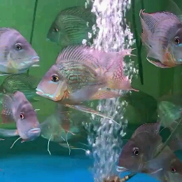 大號元寶鳳凰欣賞