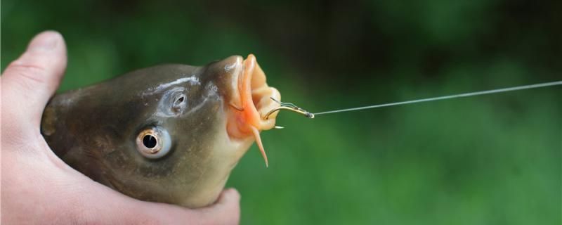 冰釣鯉魚用什么鉤用什么魚餌
