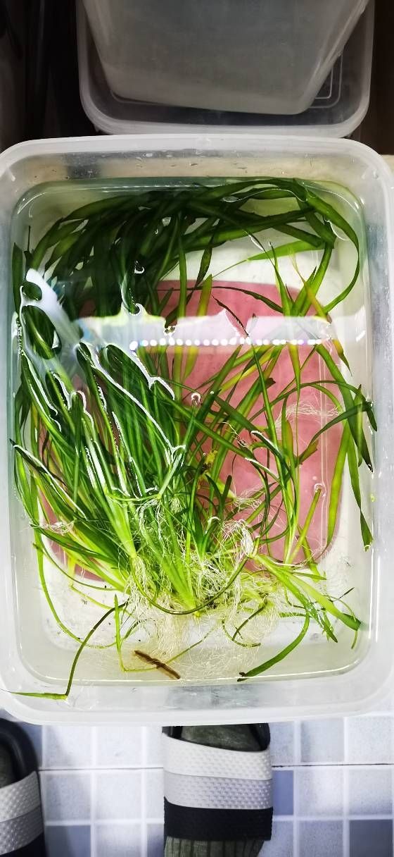 弄點(diǎn)水草