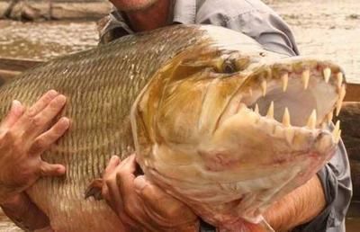 捕撈野生泰國虎魚視頻：捕撈野生泰國虎魚的視頻