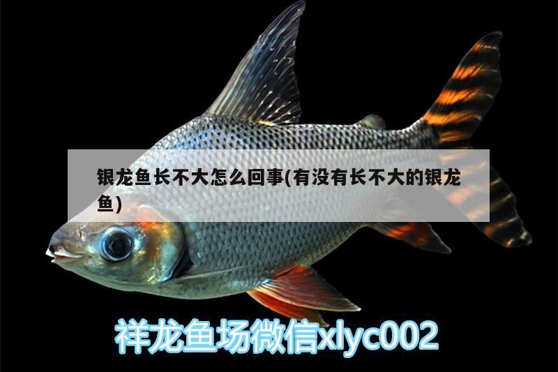 銀龍魚長不大怎么回事(有沒有長不大的銀龍魚) 銀龍魚長不大怎么回事(有沒有長不大的銀龍魚) 銀龍魚百科