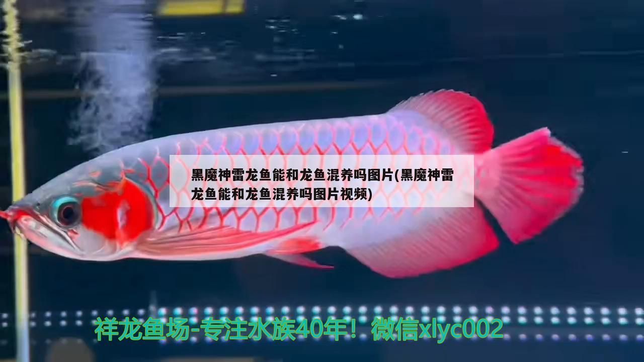 魚缸養魚需要哪些設備，養魚需要哪些設備，養魚需要哪些設備 魚缸養魚需要哪些設備，養魚需要哪些設備，養魚需要哪些設備 可麗愛魚缸 第2張