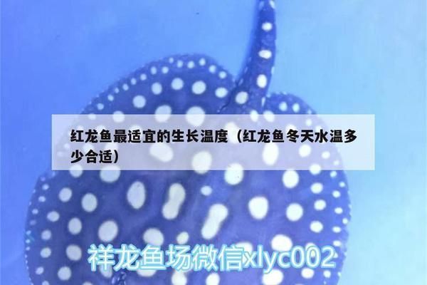 龍魚缸溫度30度高嗎vs祥龍魚場：祥龍魚場評價如何,30度水溫對龍魚影響,龍魚飼養(yǎng)常見問題 龍魚缸溫度30度高嗎vs祥龍魚場：祥龍魚場評價如何,30度水溫對龍魚影響,龍魚飼養(yǎng)常見問題 vs祥龍魚場 第5張