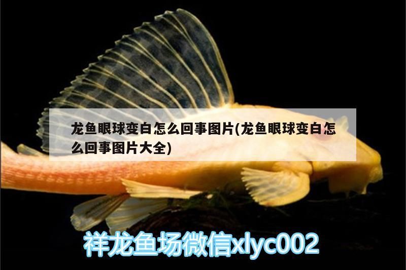 金魚缸壞了怎么修復好看（金魚缸壞了怎么修復好看圖片）