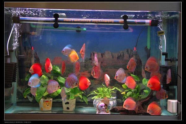 800的魚缸能養(yǎng)幾條七彩魚：800的魚缸養(yǎng)七彩魚的注意事項(xiàng)