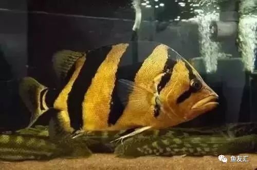 魚缸用增氧泵價格是多少:魚缸增氧機-xtrac增氧機-xtrac增氧機 虎魚身上有白點流膿水:虎魚身上出現(xiàn)白點怎么辦 虎魚百科 虎魚身上有白點流膿水:虎魚身上出現(xiàn)白點怎么辦 虎魚身上有白點流膿水:虎魚身上出現(xiàn)白點怎么辦 虎魚百科