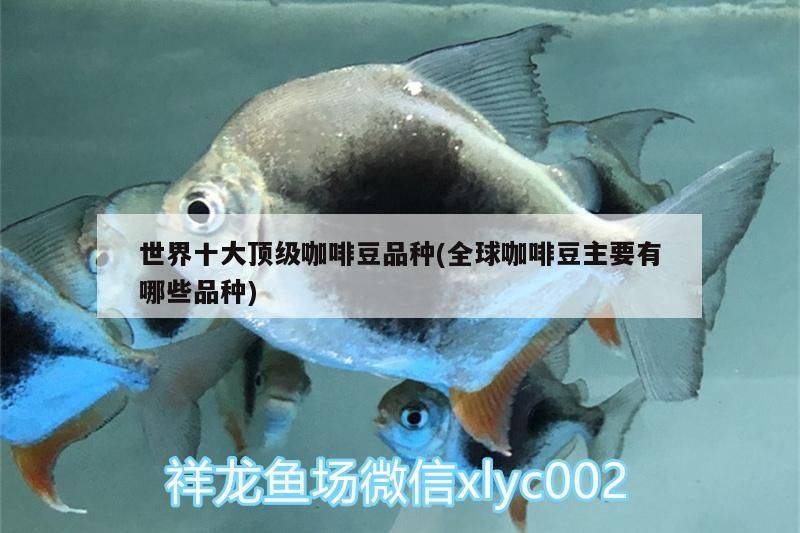 給大魚缸換水的作文:體驗給大魚缸換水的樂趣:體驗給大魚缸換水:給大魚缸換水的作文 世界十大頂級咖啡豆品種(全球咖啡豆主要有哪些品種) 馬來西亞咖啡 世界十大頂級咖啡豆品種(全球咖啡豆主要有哪些品種) 世界十大頂級咖啡豆品種(全球咖啡豆主要有哪些品種) 馬來西亞咖啡