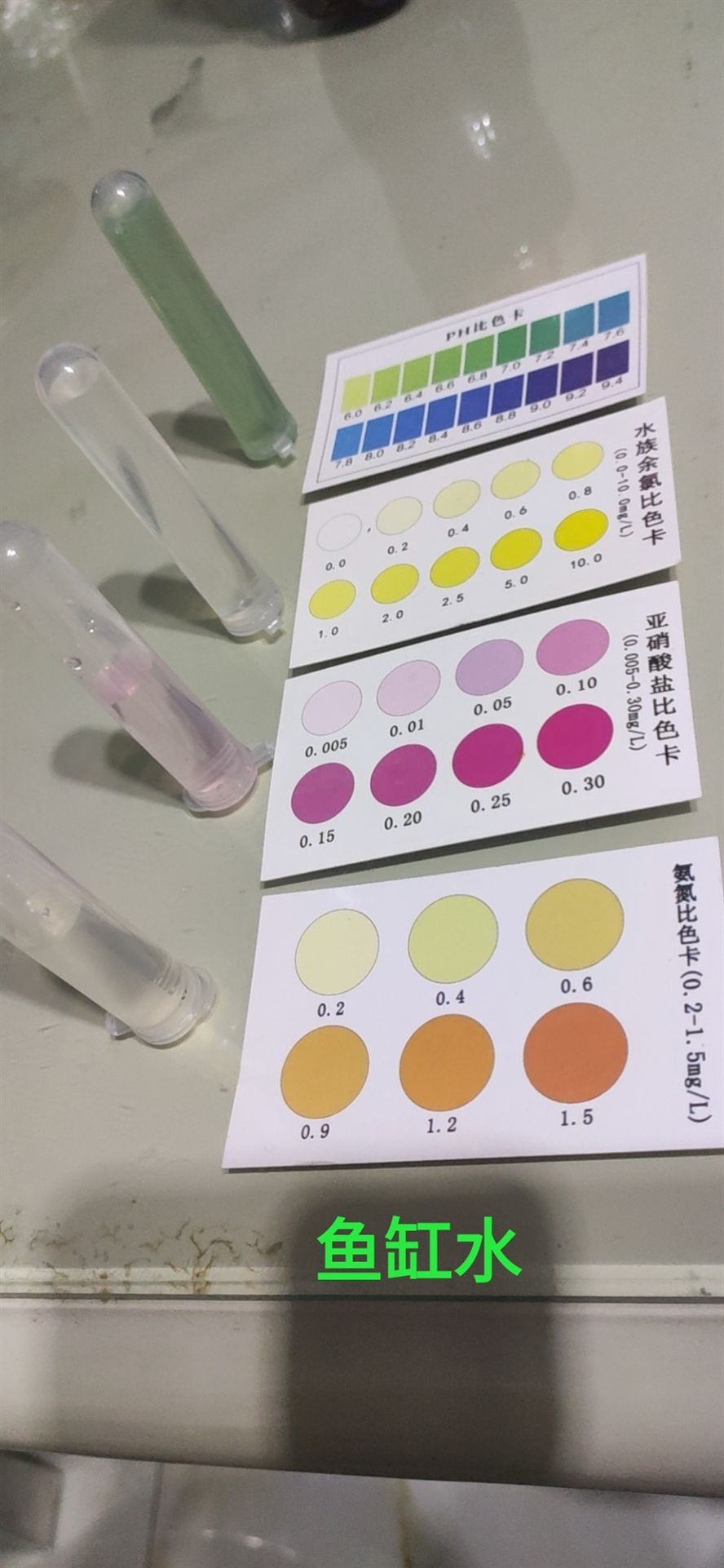 打卡測(cè)試下水 打卡測(cè)試下水 錦鯉魚(yú)百科 第1張