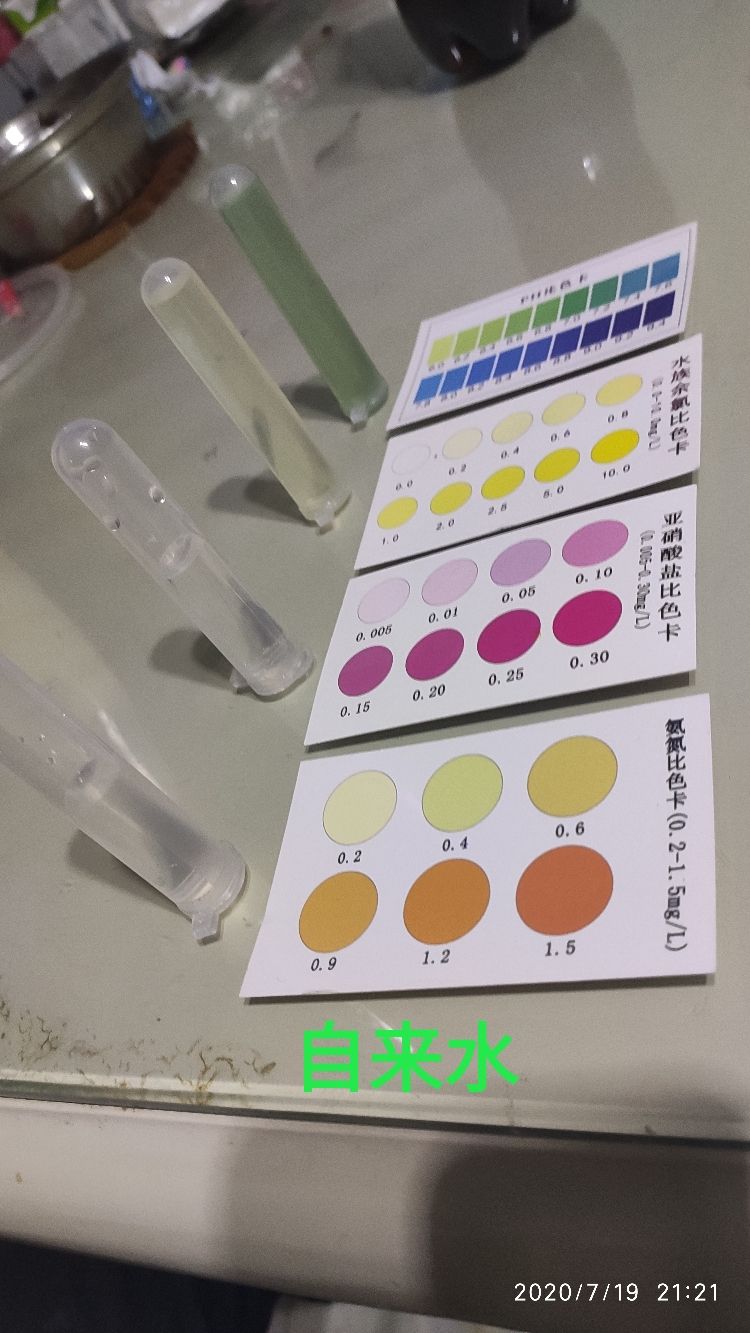 打卡測(cè)試下水 打卡測(cè)試下水 錦鯉魚(yú)百科 第2張