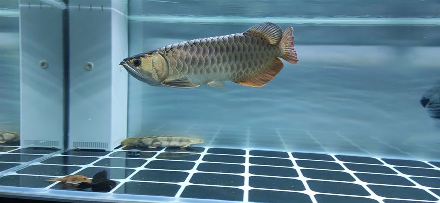 打卡測(cè)試下水 打卡測(cè)試下水 錦鯉魚(yú)百科 第4張