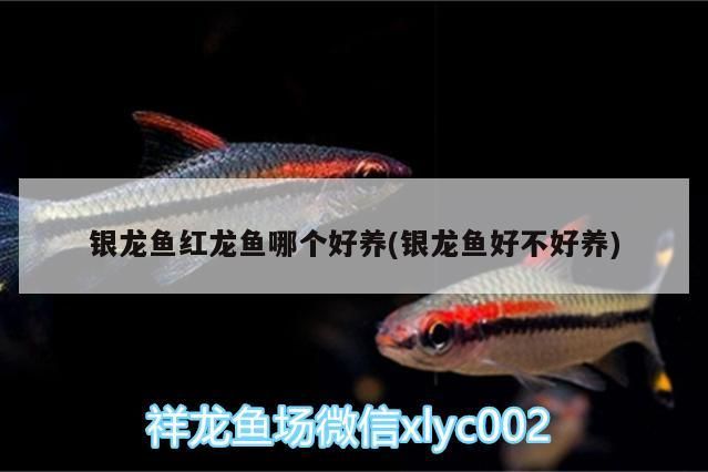 銀龍魚紅龍魚哪個好養(銀龍魚好不好養)