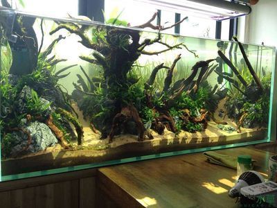 ada水族造景官網(wǎng)ada水族造景官網(wǎng)（ADA水族）：ada水族造景是一種由日本水草造景初學(xué)者可尚創(chuàng)立的獨特風(fēng)格