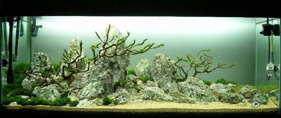 ada水族造景官網(wǎng)ada水族造景官網(wǎng)（ADA水族）：ada水族造景是一種由日本水草造景初學(xué)者可尚創(chuàng)立的獨特風(fēng)格