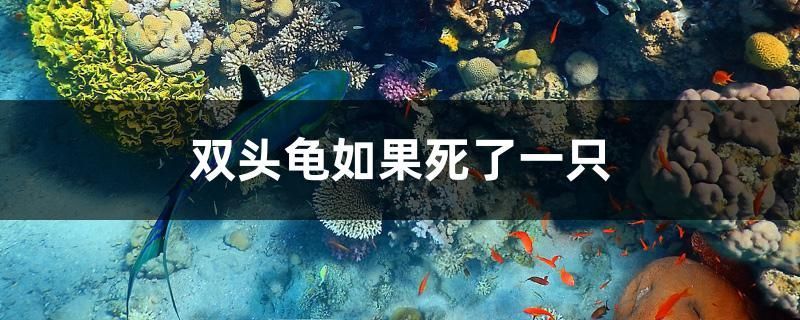 詳細(xì)閱讀:雙頭龜如果死了一只 雙頭龜如果死了一只