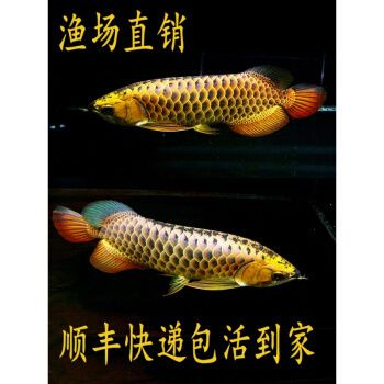 24k過背金龍魚:24k過背金龍魚是一種觀賞魚的觀賞價值和收藏價值 金龍魚百科 第5張 24k過背金龍魚:24k過背金龍魚是一種觀賞魚的觀賞價值和收藏價值 24k過背金龍魚:24k過背金龍魚是一種觀賞魚的觀賞價值和收藏價值 金龍魚百科 第5張