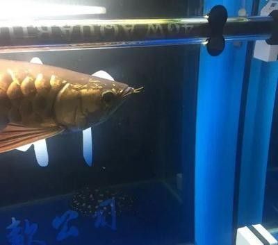龍魚掉眼封缸需要關燈嗎 龍魚百科 第1張 龍魚掉眼封缸需要關燈嗎 龍魚掉眼封缸需要關燈嗎 龍魚百科 第1張